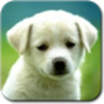 animal sounds & ringtones android application logo